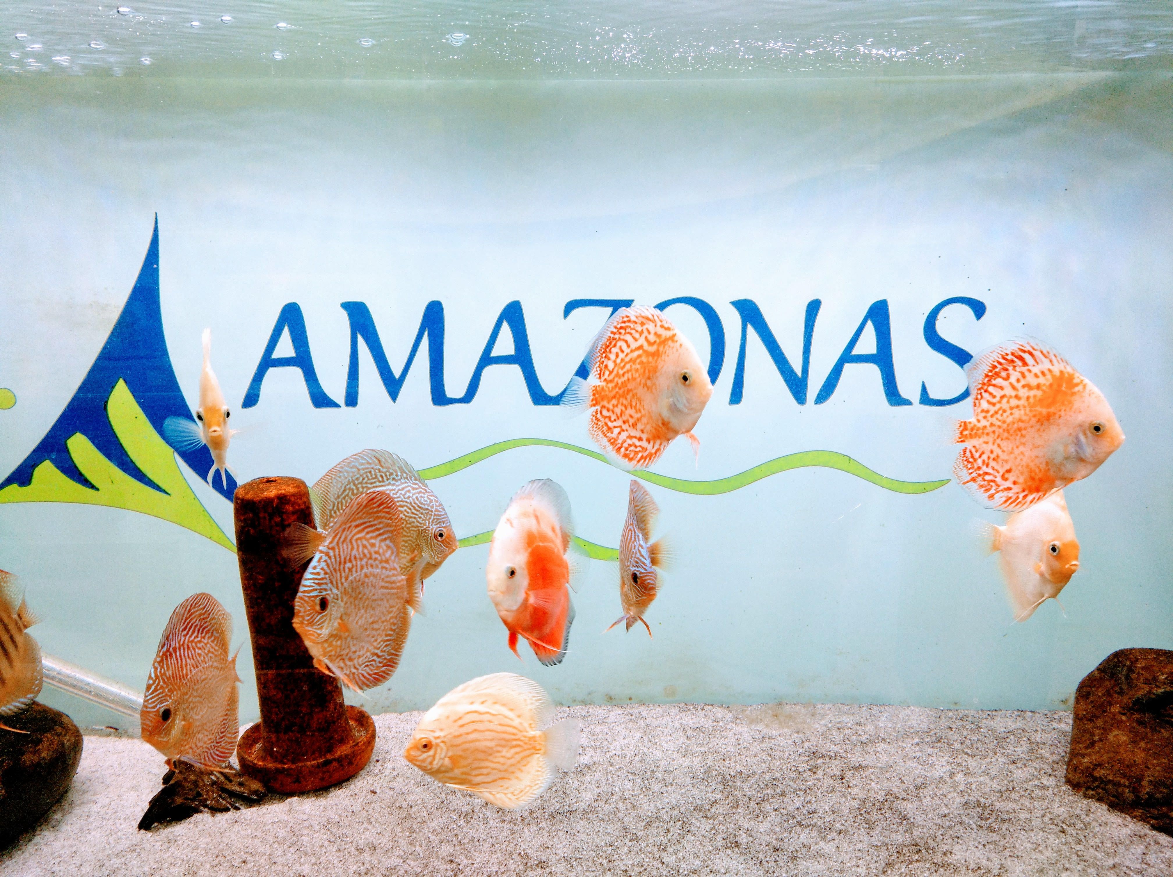 Peces: Productos y Servicios de Amazonas 1 Peces: Productos y Servicios de Amazonas 1