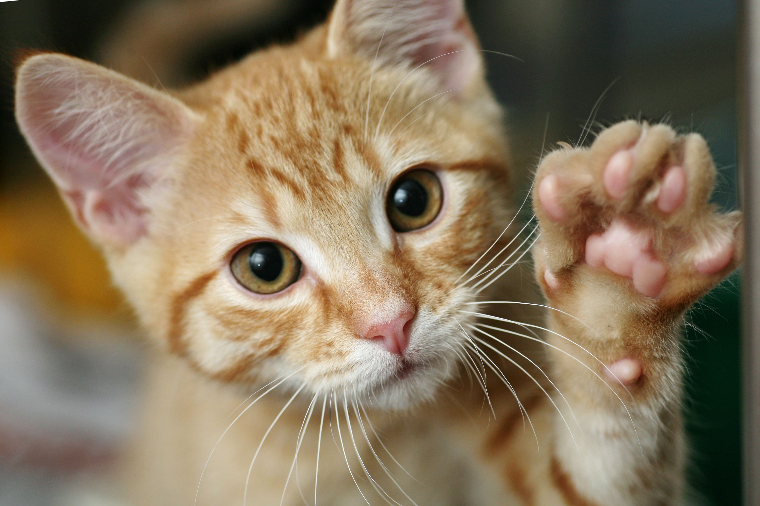 Gatos: Productos y Servicios de Amazonas 1 Gatos: Productos y Servicios de Amazonas 1