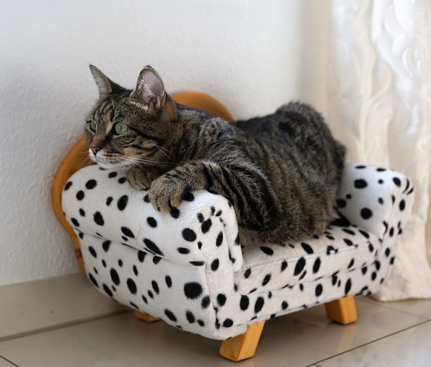 La Boutique de tu Mascota: Productos y Servicios de Amazonas 1 La Boutique de tu Mascota: Productos y Servicios de Amazonas 1