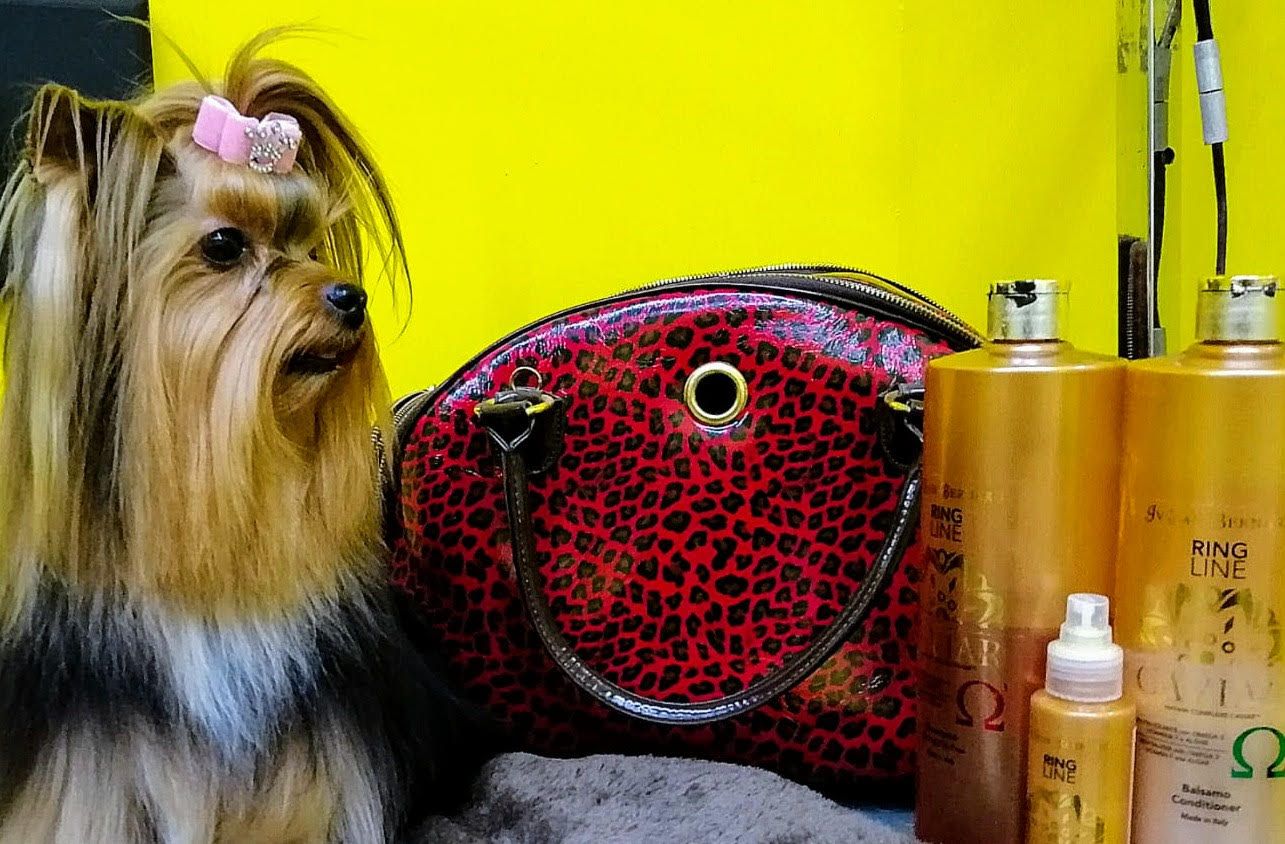 Perros: Productos y Servicios de Amazonas 1 Perros: Productos y Servicios de Amazonas 1
