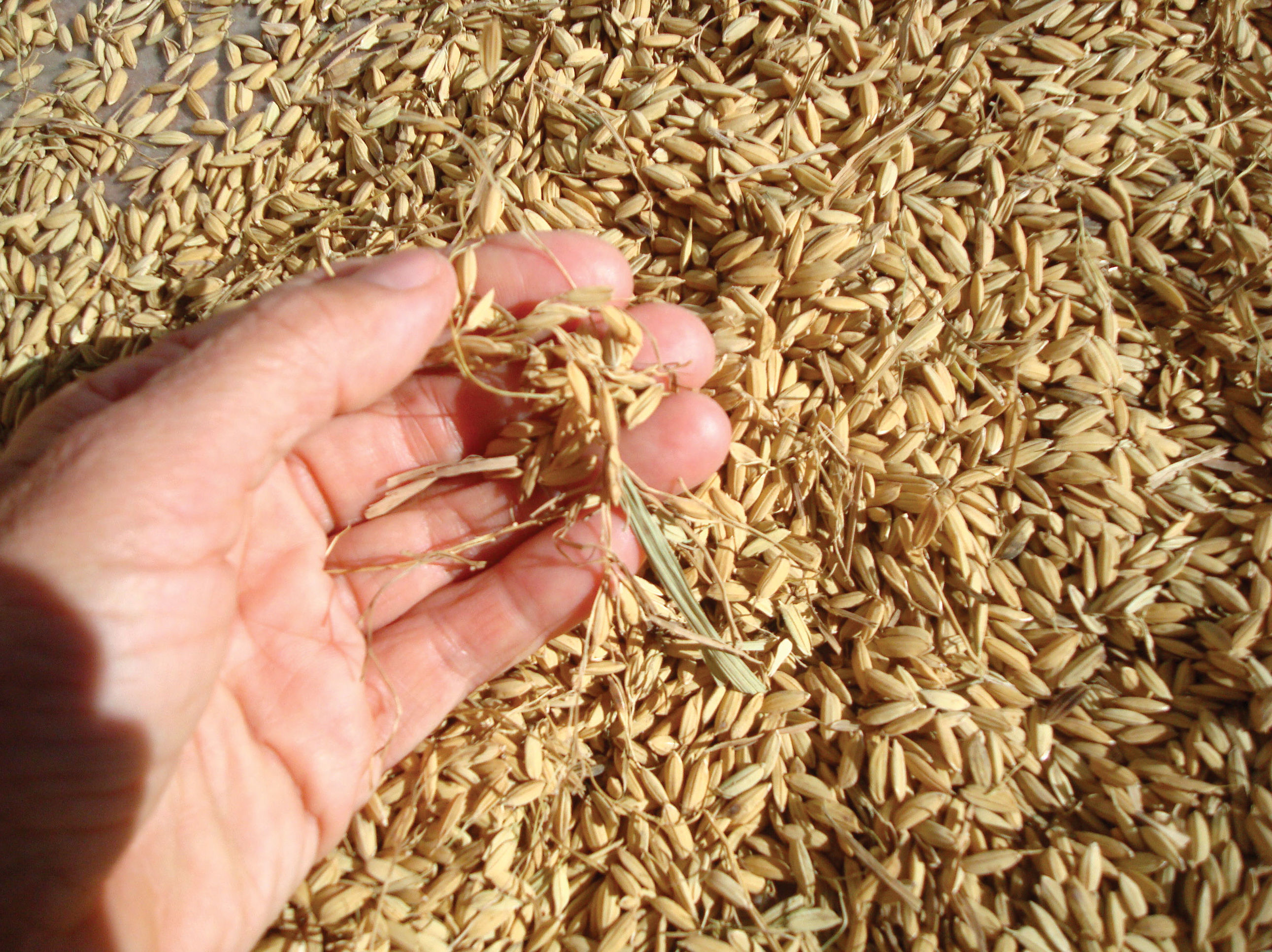 Cáscara de arroz Cáscara de arroz