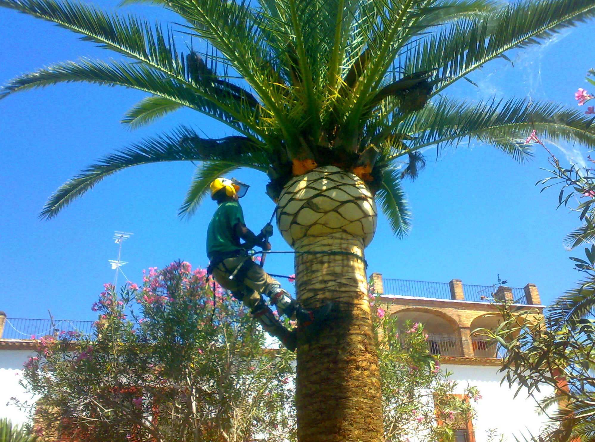 CURSO DE PODAS DE PALMERAS TENERIFE ARONA CURSO DE PODAS DE PALMERAS TENERIFE ARONA