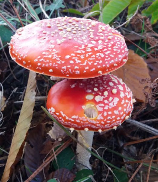 Productos de naturaleza en Vigo