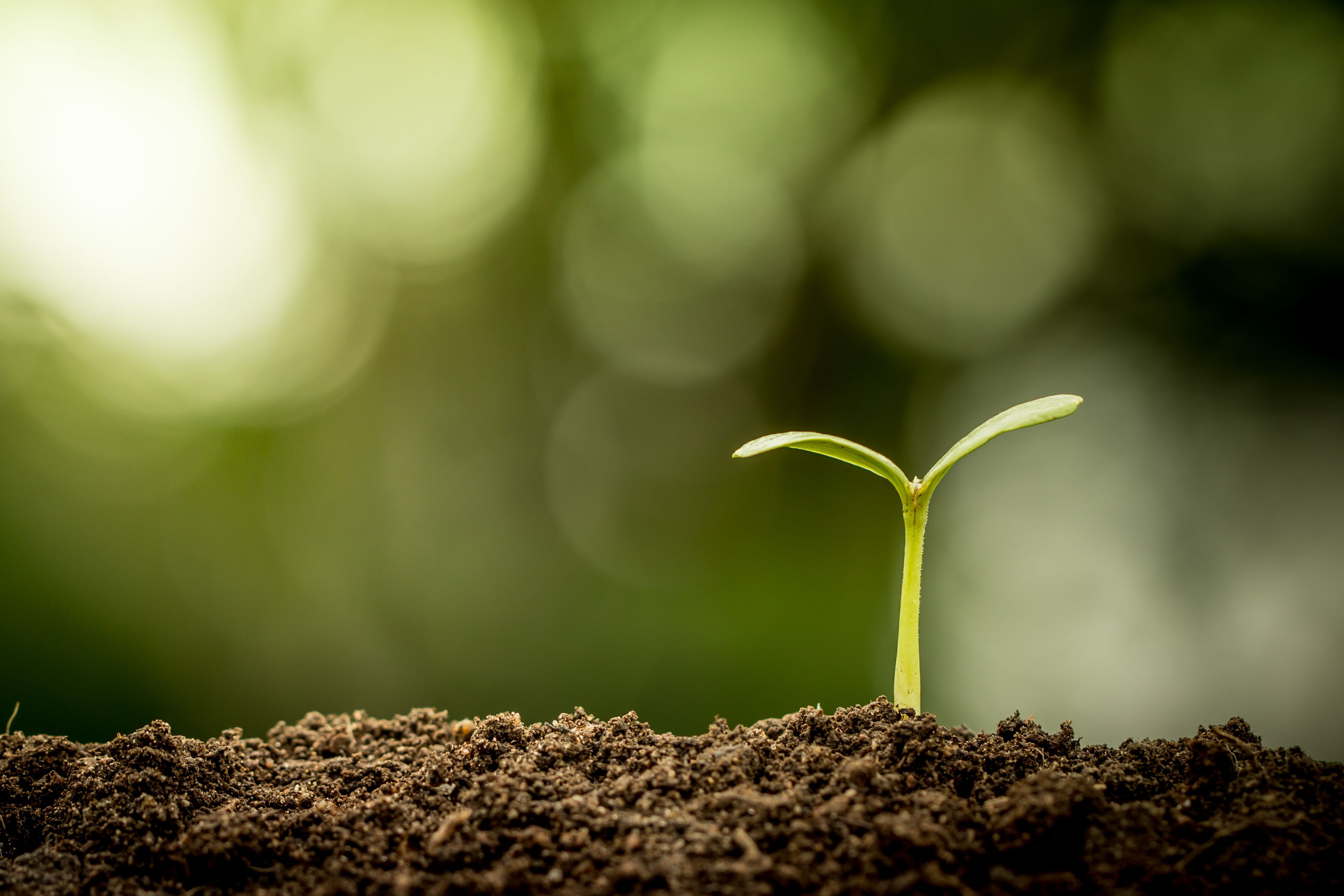 Semillas: Productos de Semiagro Semillas: Productos de Semiagro