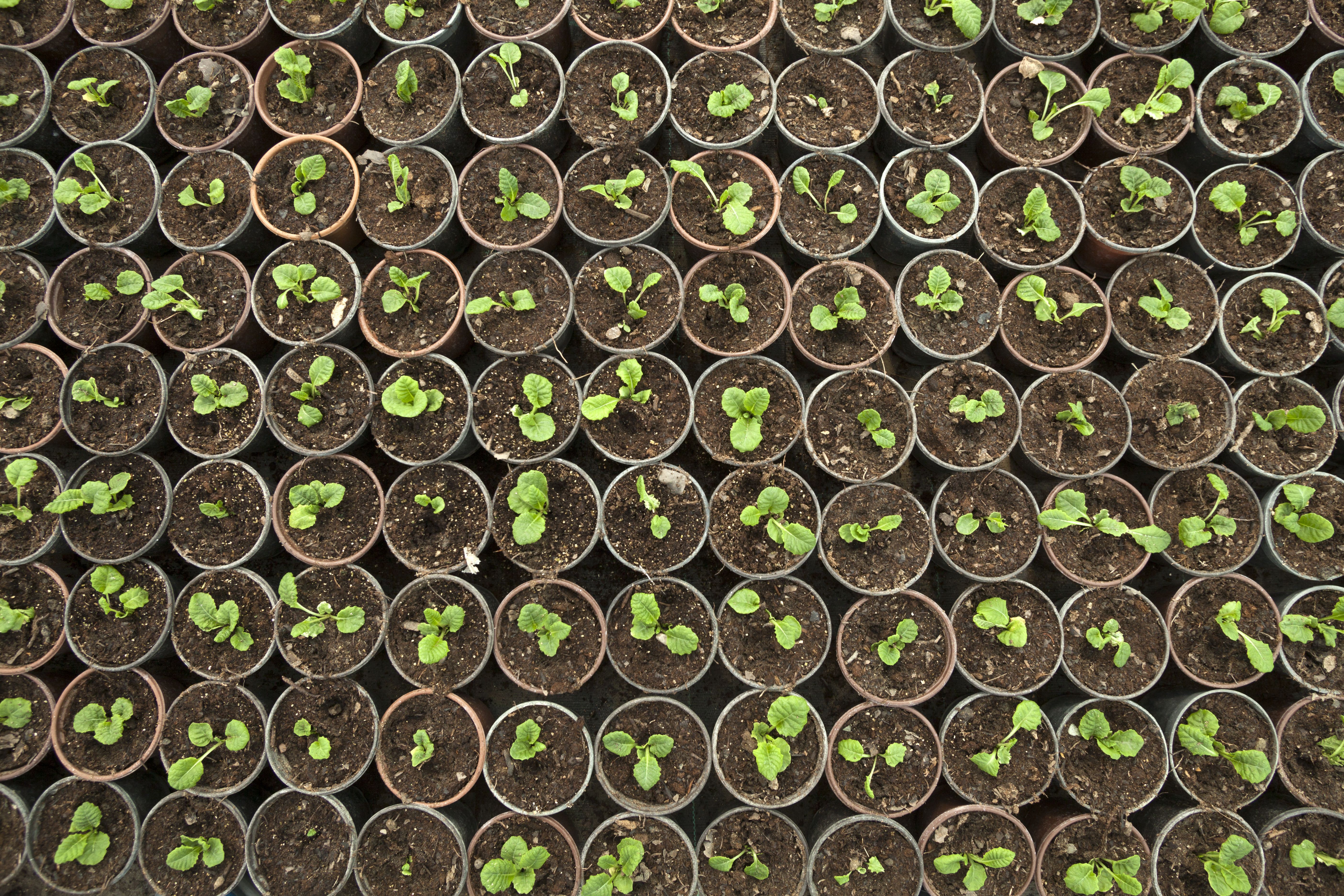 Ecológico: Productos de Semiagro Ecológico: Productos de Semiagro