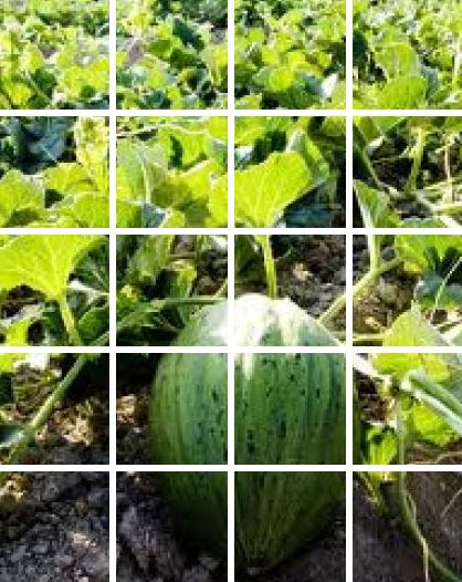 Abonos: Productos de Semiagro Abonos: Productos de Semiagro