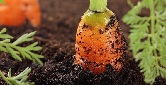 Herbicidas: Productos de Semiagro Herbicidas: Productos de Semiagro
