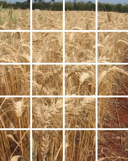 Distribuidores: Productos de Semiagro Distribuidores: Productos de Semiagro