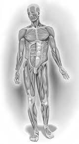 Kinesiologia holisitca unificada Kinesiologia holisitca unificada