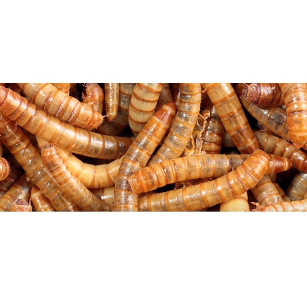 IPAs o insectos de productos alimentados: Servicios de Aplicaciones FumiServ IPAs o insectos de productos alimentados: Servicios de Aplicaciones FumiServ