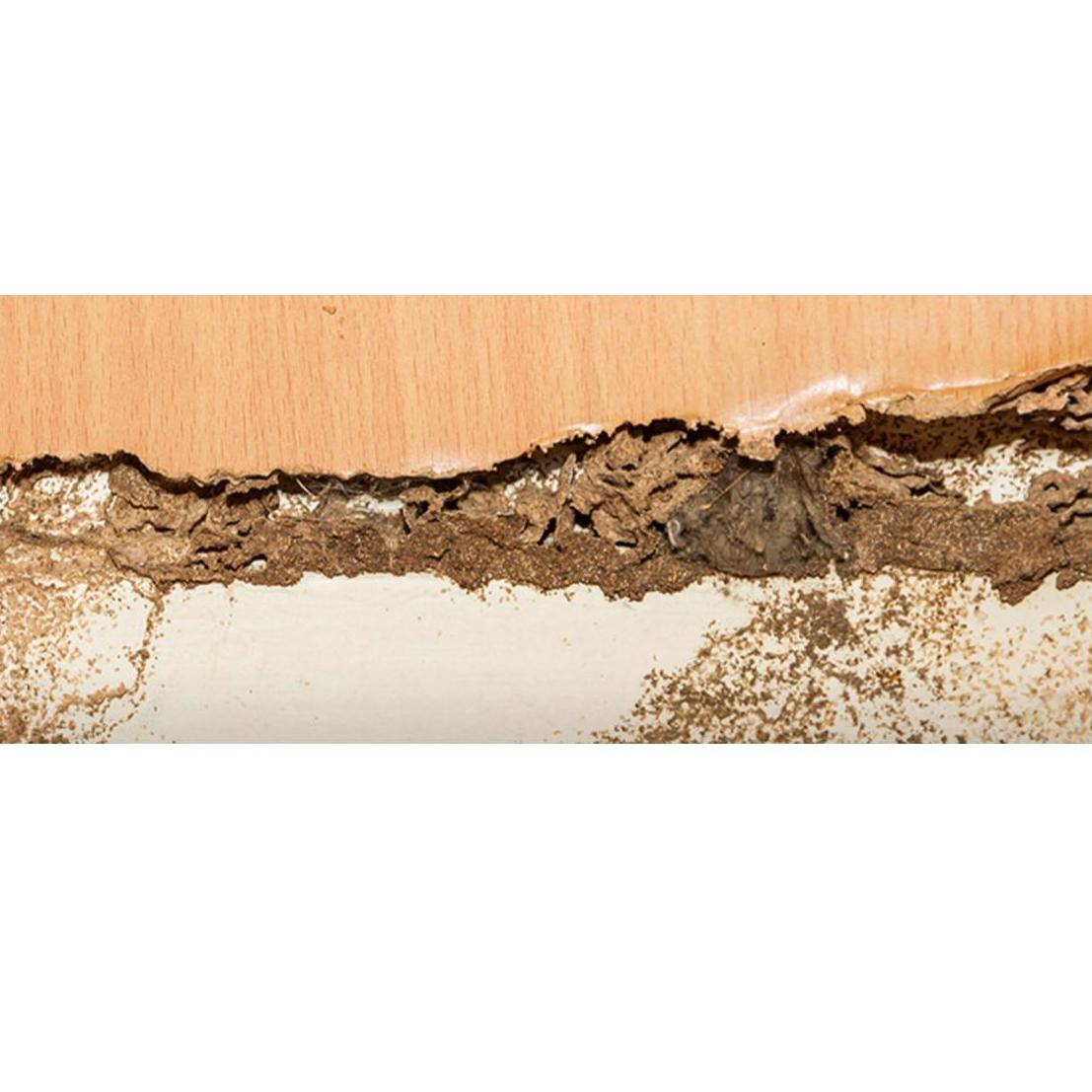 Tratamiento de la madera: Servicios de Aplicaciones FumiServ Tratamiento de la madera: Servicios de Aplicaciones FumiServ