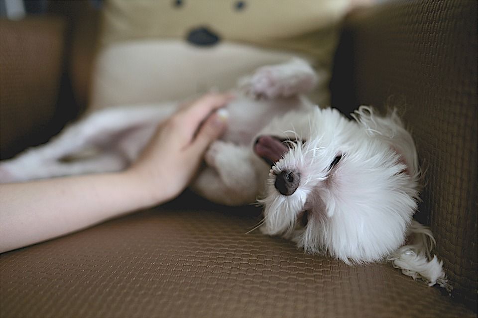 Guardería: Servicios de Peludines Guardería: Servicios de Peludines