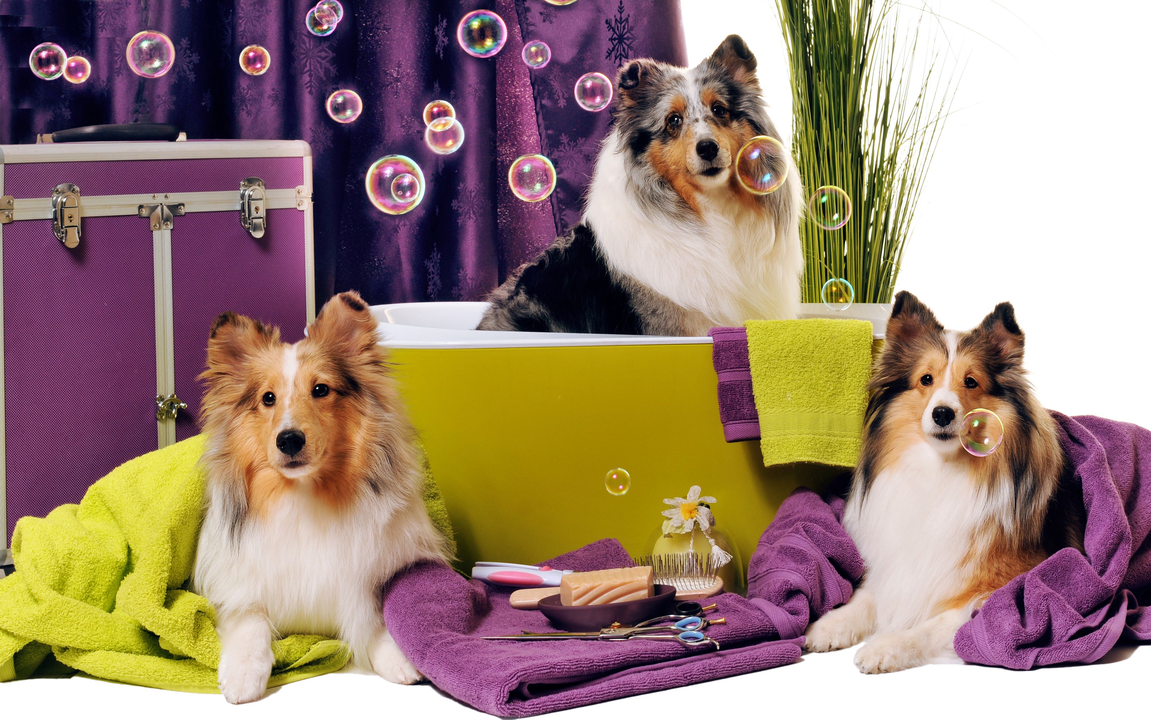 Peluquería canina y felina: Servicios de Veterinario Alcorcón Peluquería canina y felina: Servicios de Veterinario Alcorcón