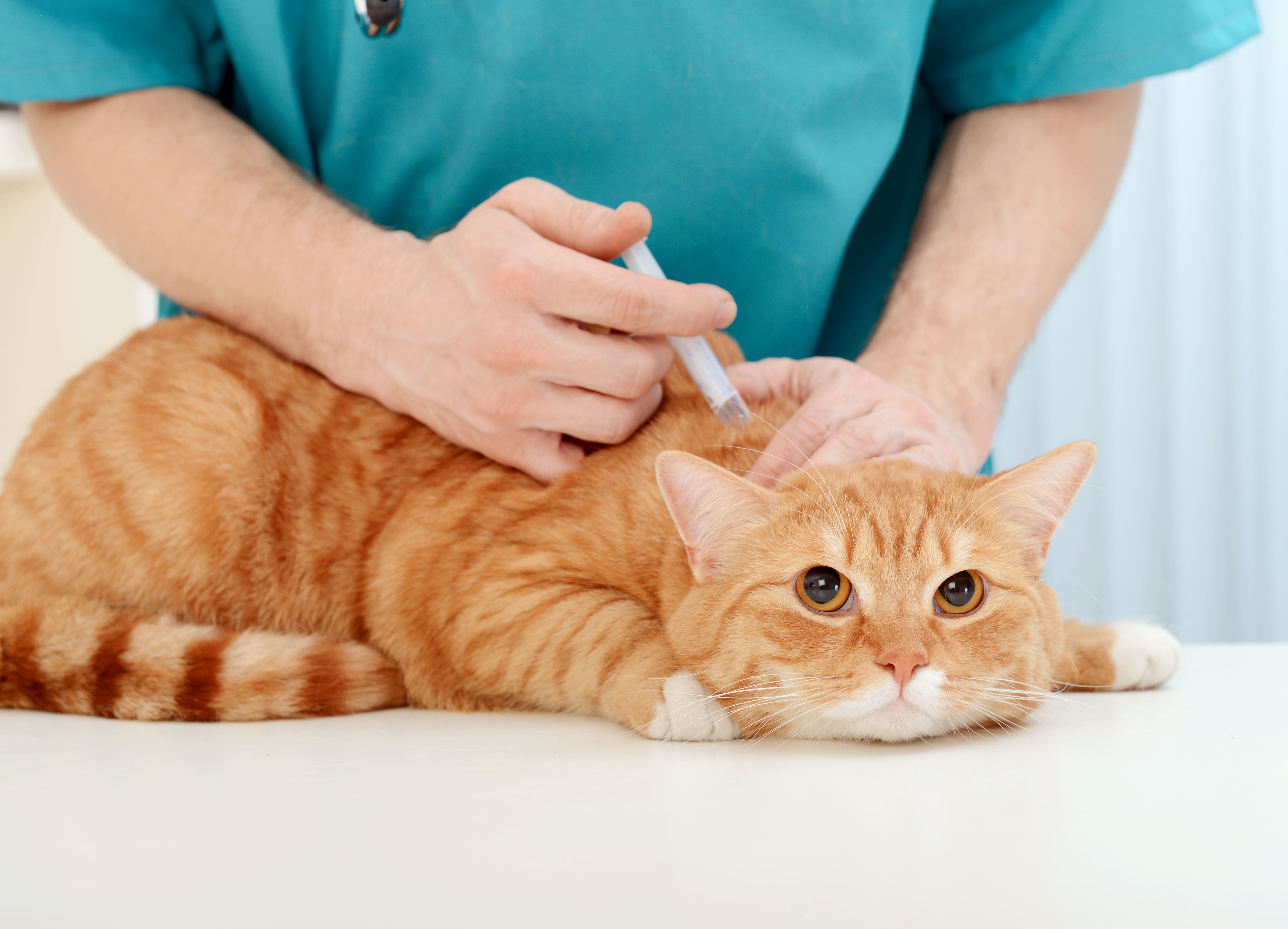 Vacunación y desparasitación: Servicios de Veterinario Alcorcón Vacunación y desparasitación: Servicios de Veterinario Alcorcón