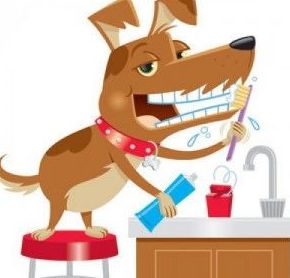 CAMPAÑA LIMPIEZA DENTAL: Servicios de Veterinario Alcorcón CAMPAÑA LIMPIEZA DENTAL: Servicios de Veterinario Alcorcón