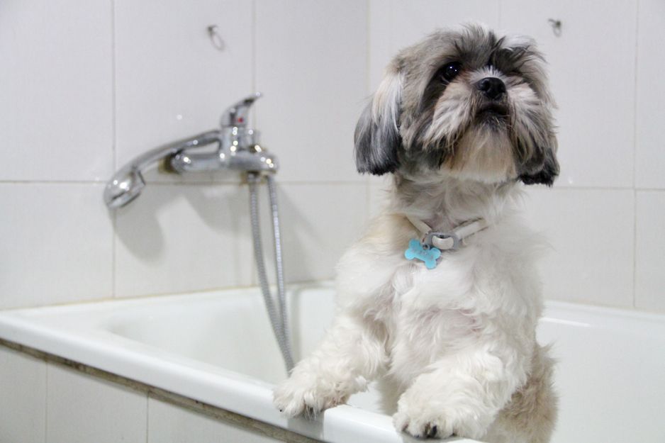 Peluquería canina y felina: Servicios de Veterinario Alcorcón Peluquería canina y felina: Servicios de Veterinario Alcorcón
