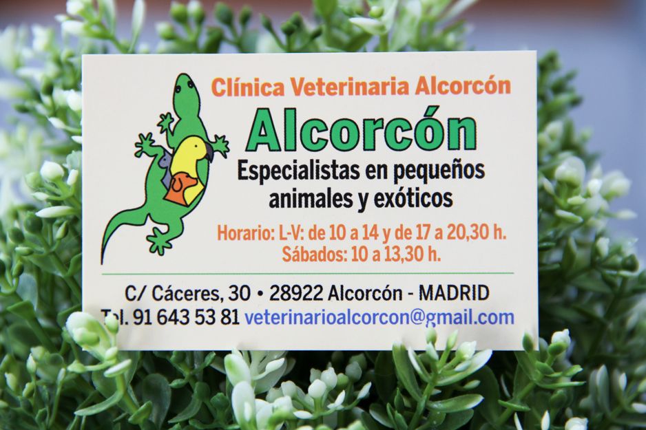 Clínica veterinaria en Alcorcón