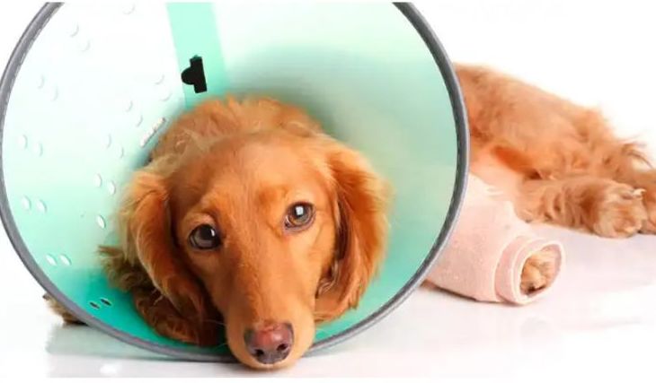 Cirugía : Servicios de Veterinario Alcorcón Cirugía : Servicios de Veterinario Alcorcón