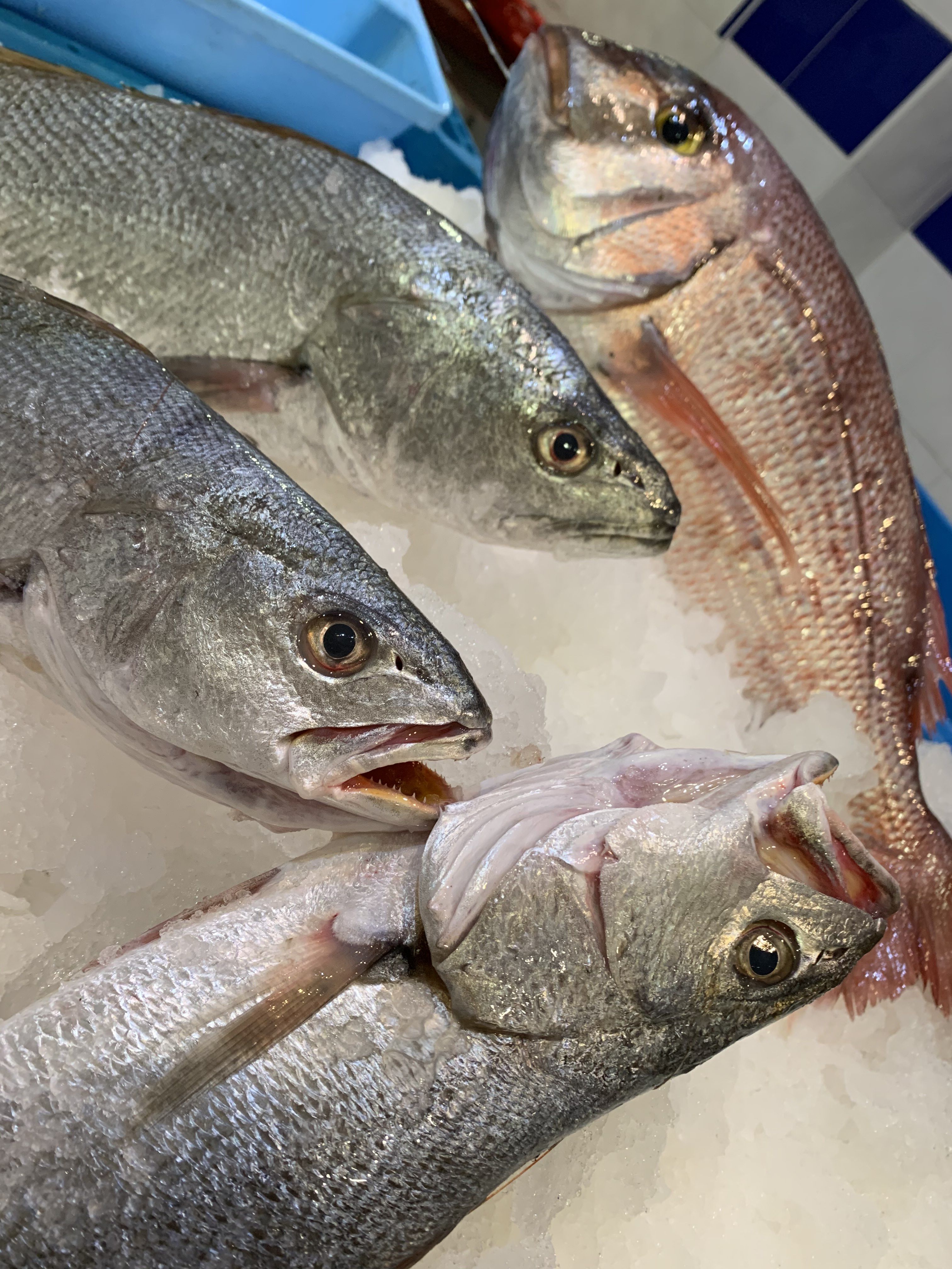 Nuestros pescados: Pescados y mariscos de Pescadería Motrileña Nuestros pescados: Pescados y mariscos de Pescadería Motrileña