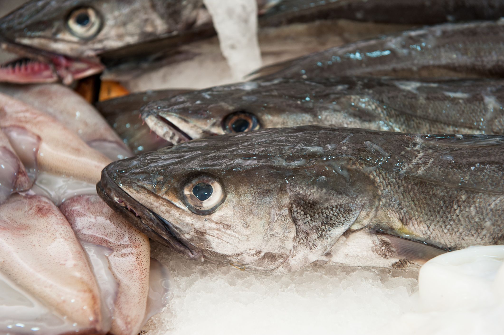 Nuestros pescados: Pescados y mariscos de Pescadería Motrileña Nuestros pescados: Pescados y mariscos de Pescadería Motrileña