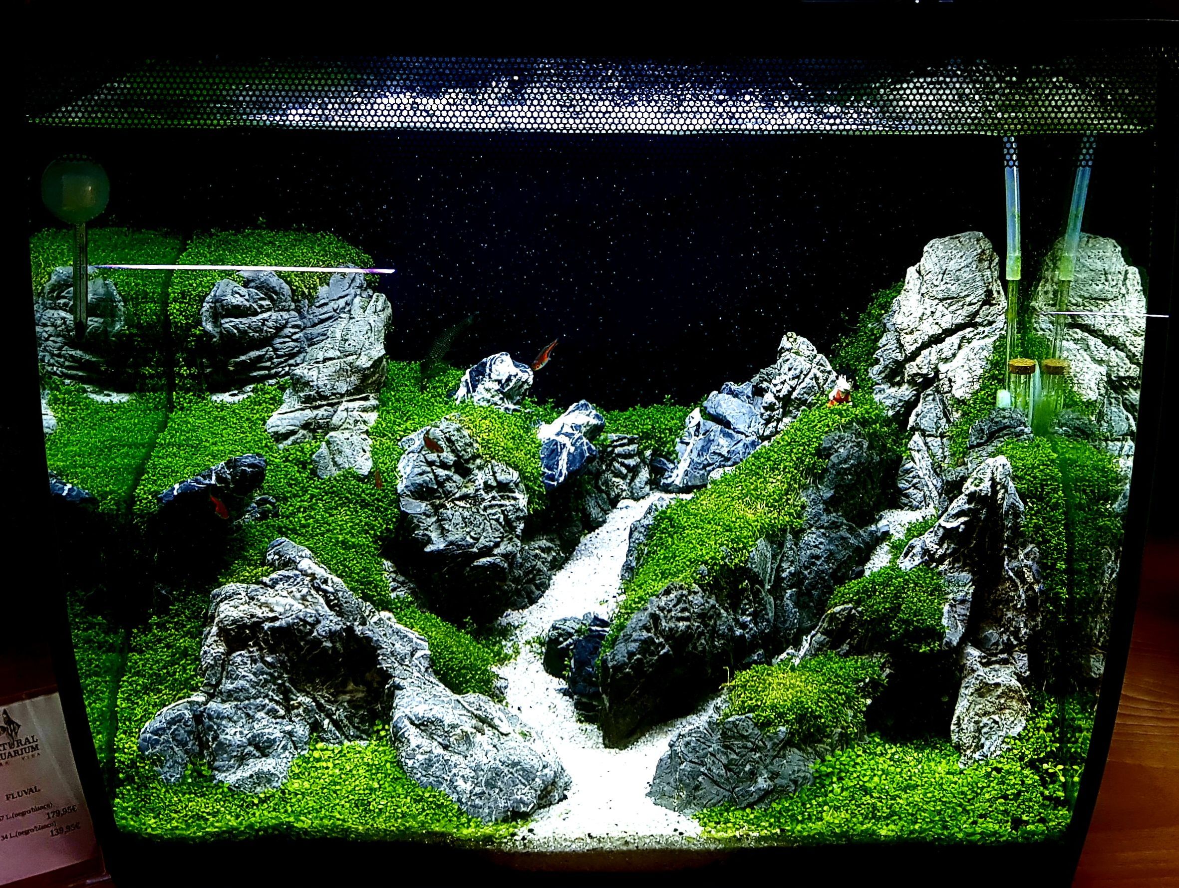 Paisajismo acuático: Productos y servicios de Natural Aquarium Pura Vida Paisajismo acuático: Productos y servicios de Natural Aquarium Pura Vida