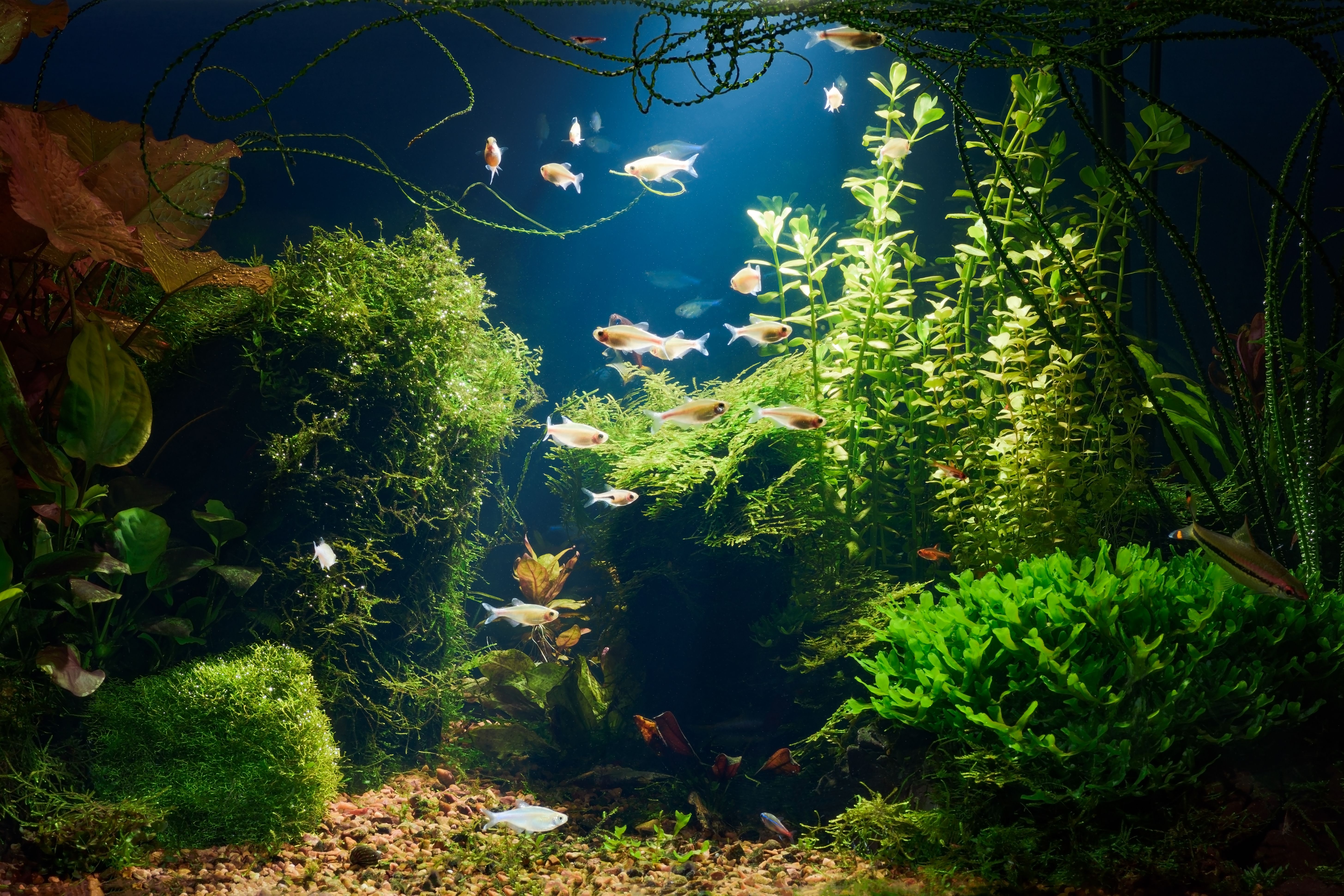 Paisajismo acuático - Natural Aquarium Pura Vida Paisajismo acuático - Natural Aquarium Pura Vida