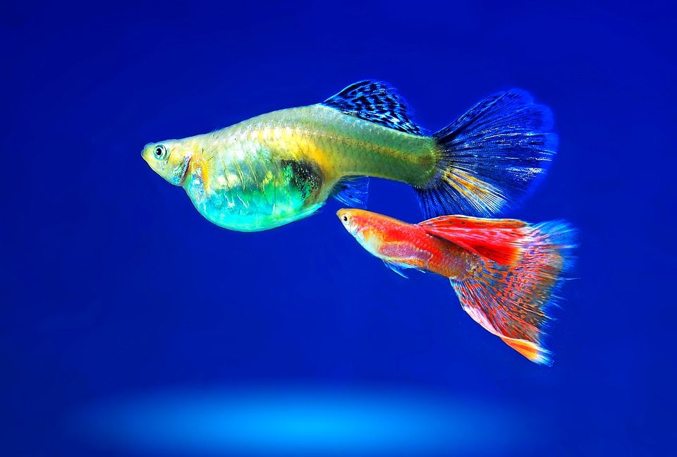 Venta de peces y acuarios: Productos y servicios de Natural Aquarium Pura Vida Venta de peces y acuarios: Productos y servicios de Natural Aquarium Pura Vida