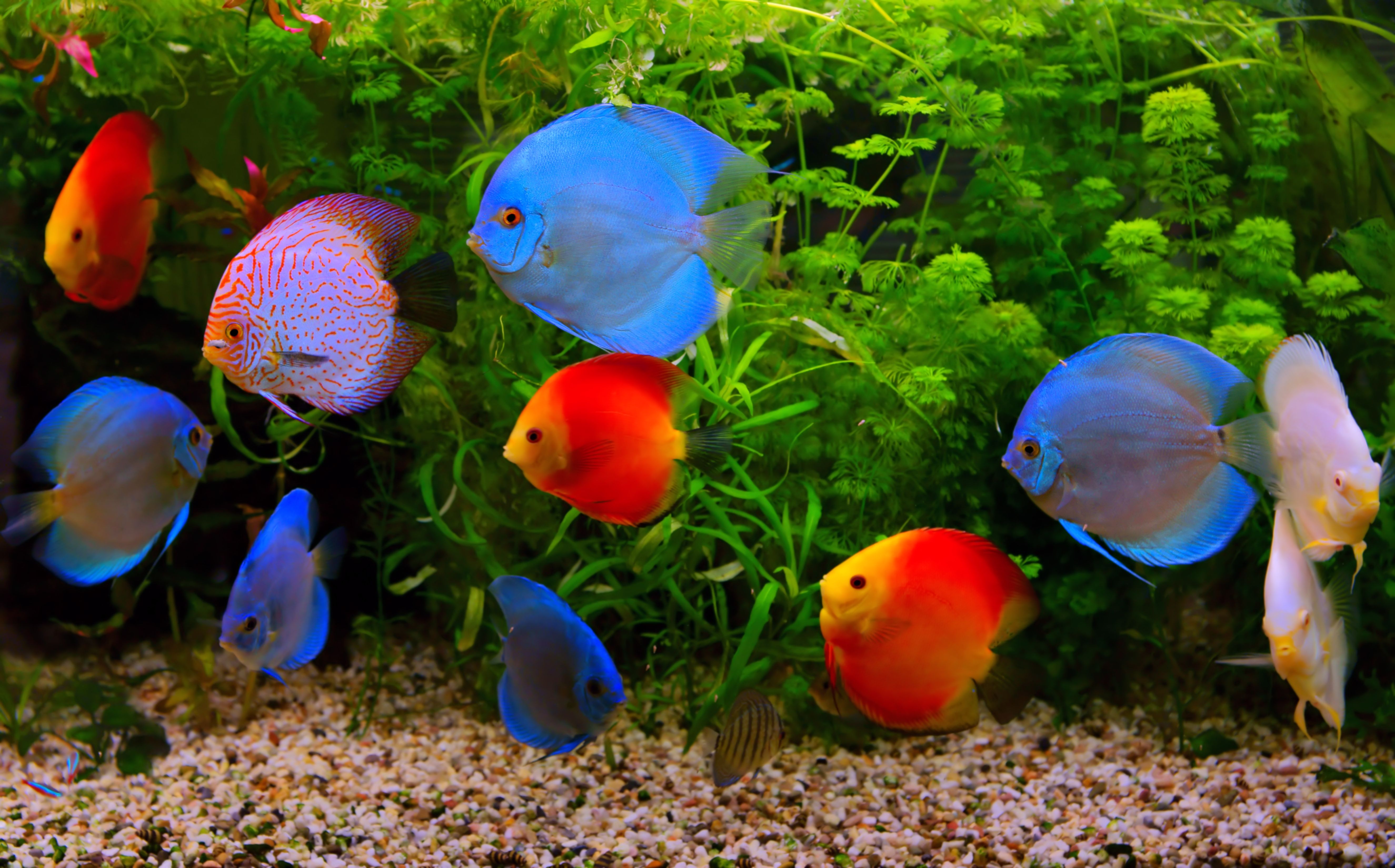 Acuarios temáticos - Natural Aquarium Pura Vida Acuarios temáticos - Natural Aquarium Pura Vida