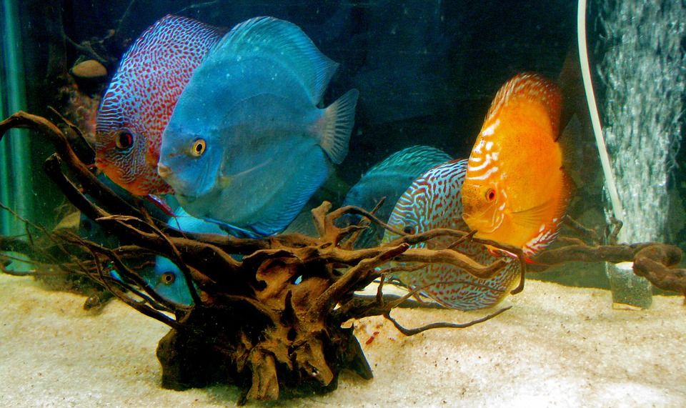 Diseño y montaje de acuarios: Productos y servicios de Natural Aquarium Pura Vida Diseño y montaje de acuarios: Productos y servicios de Natural Aquarium Pura Vida