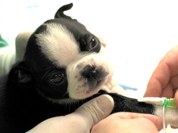 Vacunas: Servicios de Clínica Veterinaria Felicán Tafira Vacunas: Servicios de Clínica Veterinaria Felicán Tafira