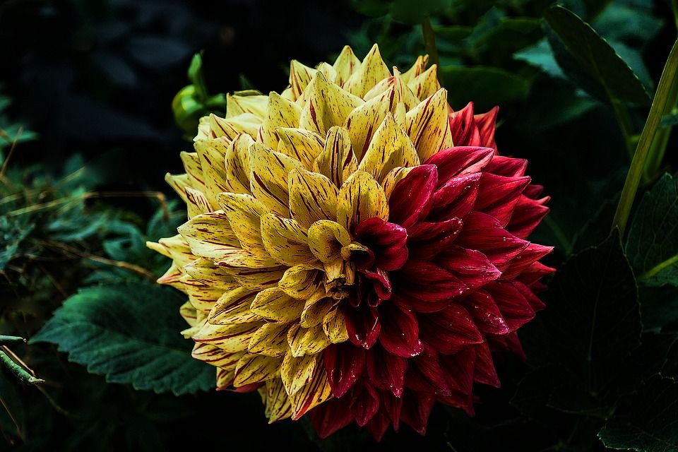 Planta ornamental: TIENDA ONLINE Y CATÁLOGO de Floristería y Regalos Caprichos Parla Planta ornamental: TIENDA ONLINE Y CATÁLOGO de Floristería y Regalos Caprichos Parla