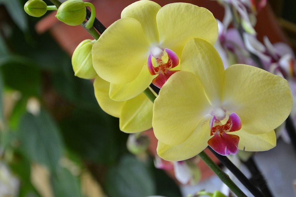 Orquídeas: TIENDA ONLINE Y CATÁLOGO de Floristería y Regalos Caprichos Parla Orquídeas: TIENDA ONLINE Y CATÁLOGO de Floristería y Regalos Caprichos Parla