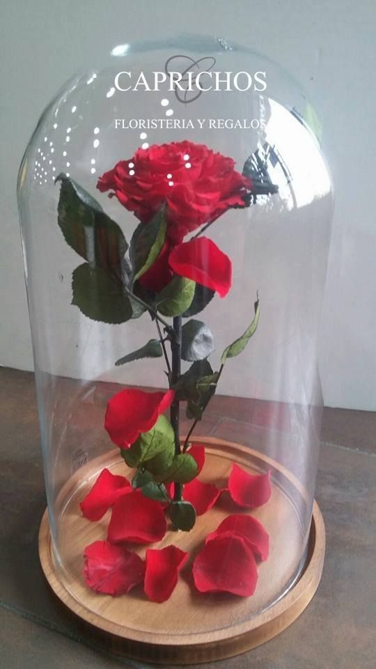 Flor preservada: TIENDA ONLINE Y CATÁLOGO de Floristería y Regalos Caprichos Parla Flor preservada: TIENDA ONLINE Y CATÁLOGO de Floristería y Regalos Caprichos Parla