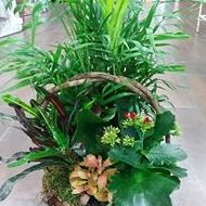 composición de plantas de interior composición de plantas de interior