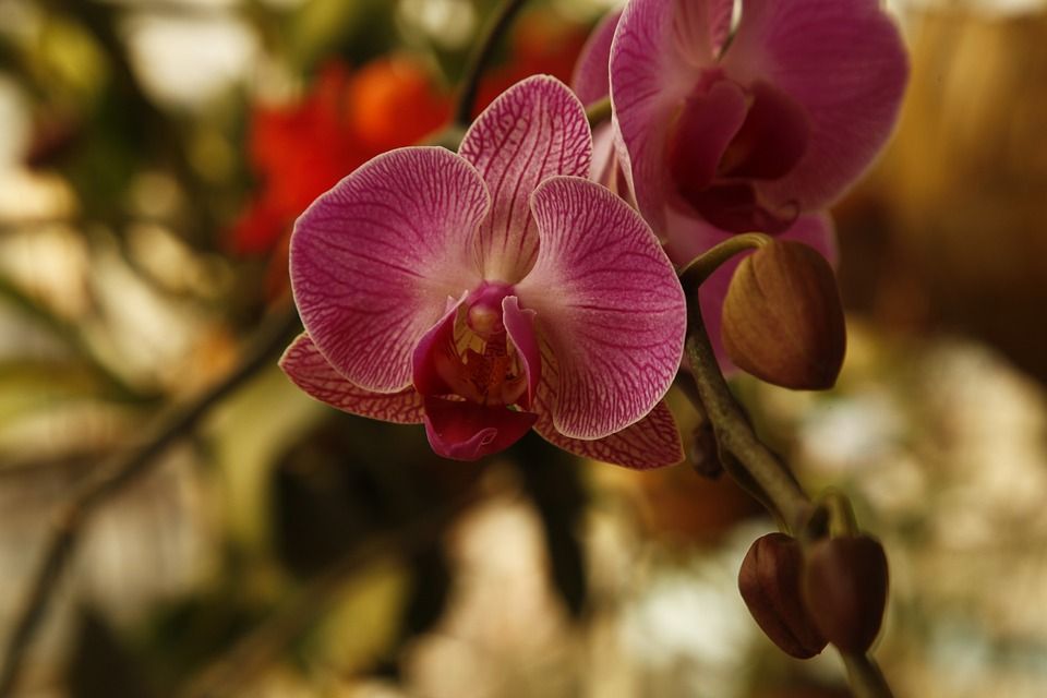 Orquídeas: TIENDA ONLINE Y CATÁLOGO de Floristería y Regalos Caprichos Parla Orquídeas: TIENDA ONLINE Y CATÁLOGO de Floristería y Regalos Caprichos Parla