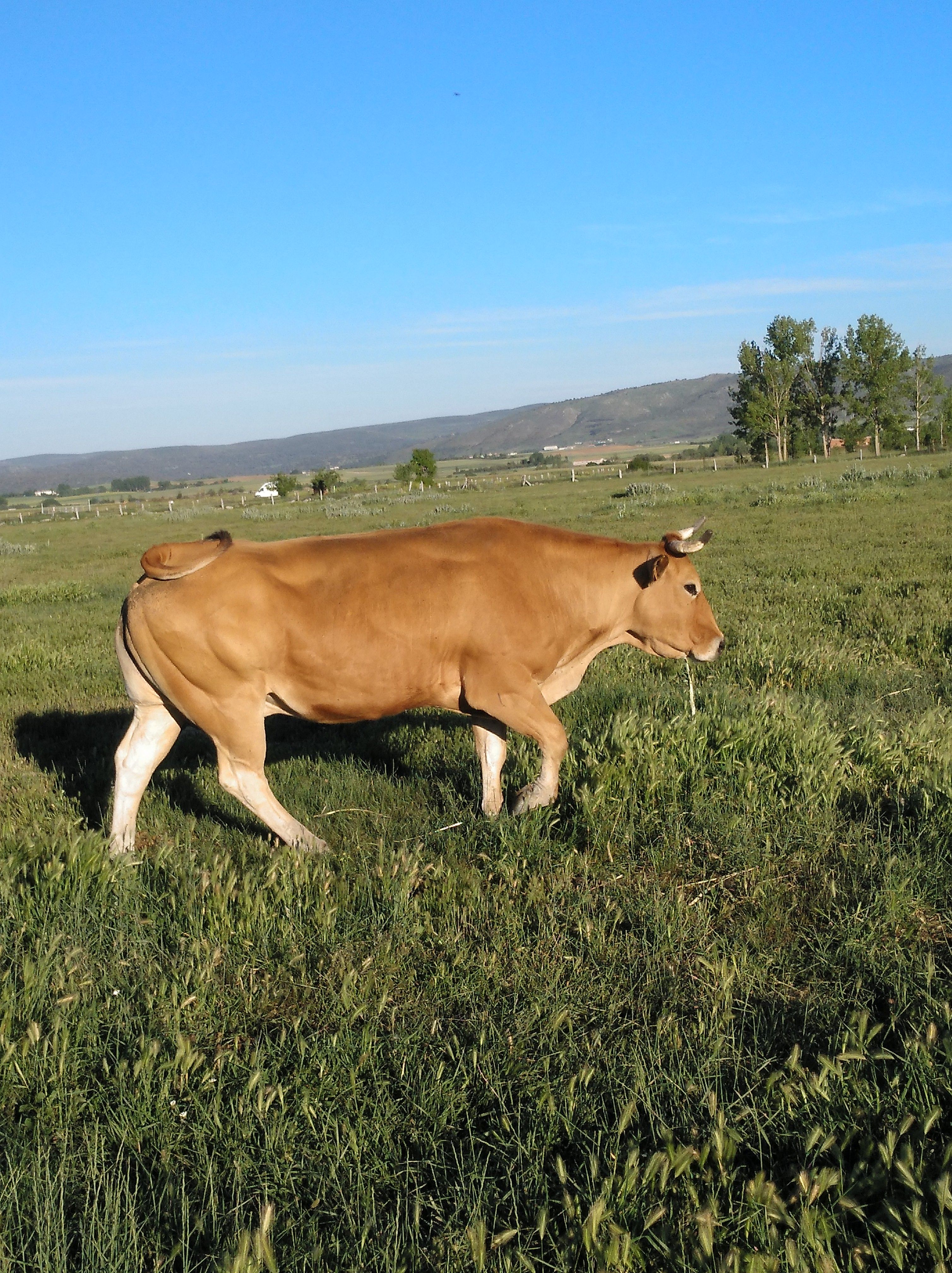 Ganadería propia y matadero: Productos de Carnicería Muñogalindo Ganadería propia y matadero: Productos de Carnicería Muñogalindo