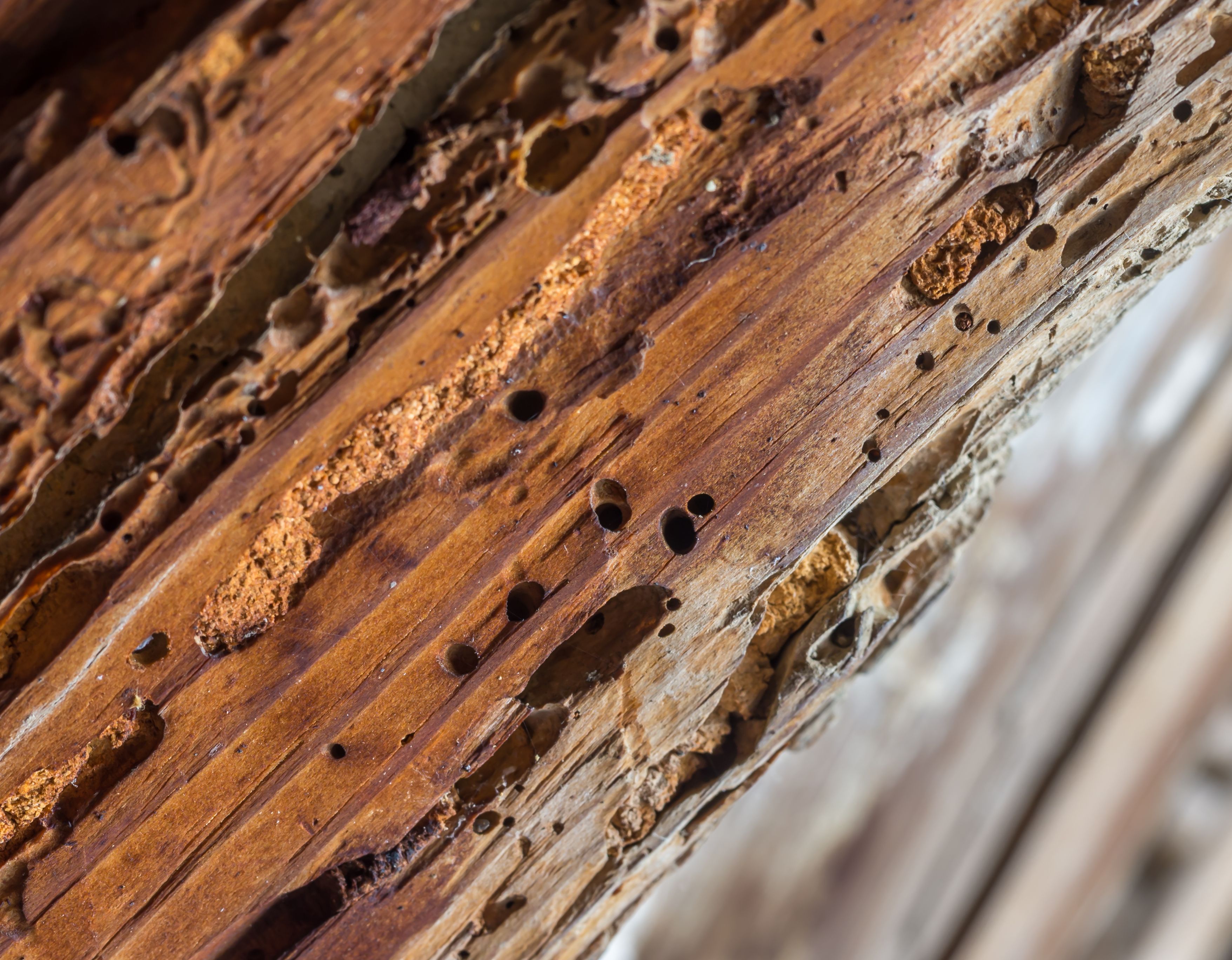 Tratamientos para la madera: Control de Plagas de Atecma Barcelona Tratamientos para la madera: Control de Plagas de Atecma Barcelona