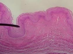 Urología de la mujer: Especialidad de FRANCISCO CRESPI MARTÍNEZ Urología de la mujer: Especialidad de FRANCISCO CRESPI MARTÍNEZ