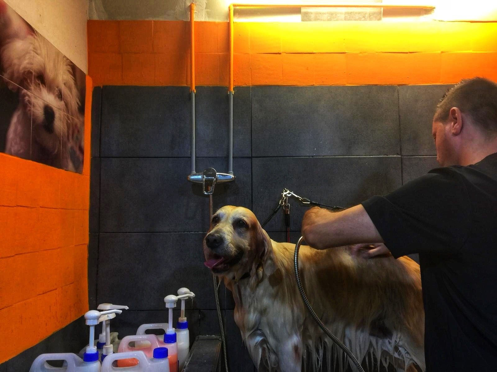 Peluquería canina: Servicios de Peluquería Canina Lovedogs Peluquería canina: Servicios de Peluquería Canina Lovedogs