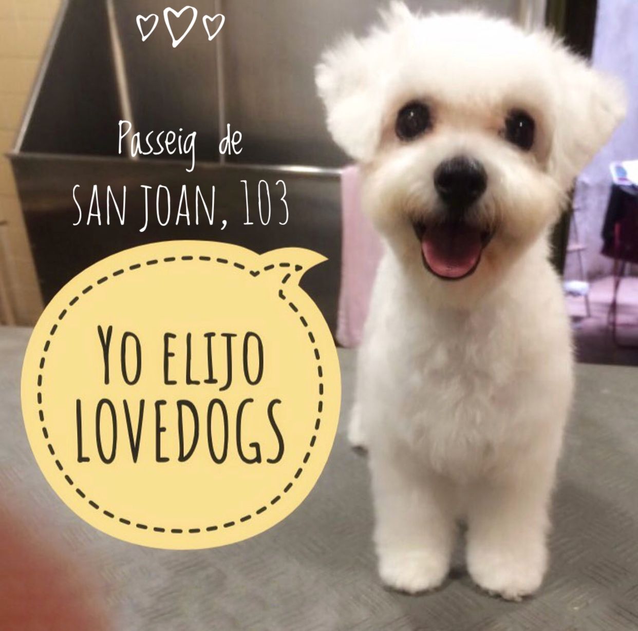 Peluquería canina: Servicios de Peluquería Canina Lovedogs Peluquería canina: Servicios de Peluquería Canina Lovedogs