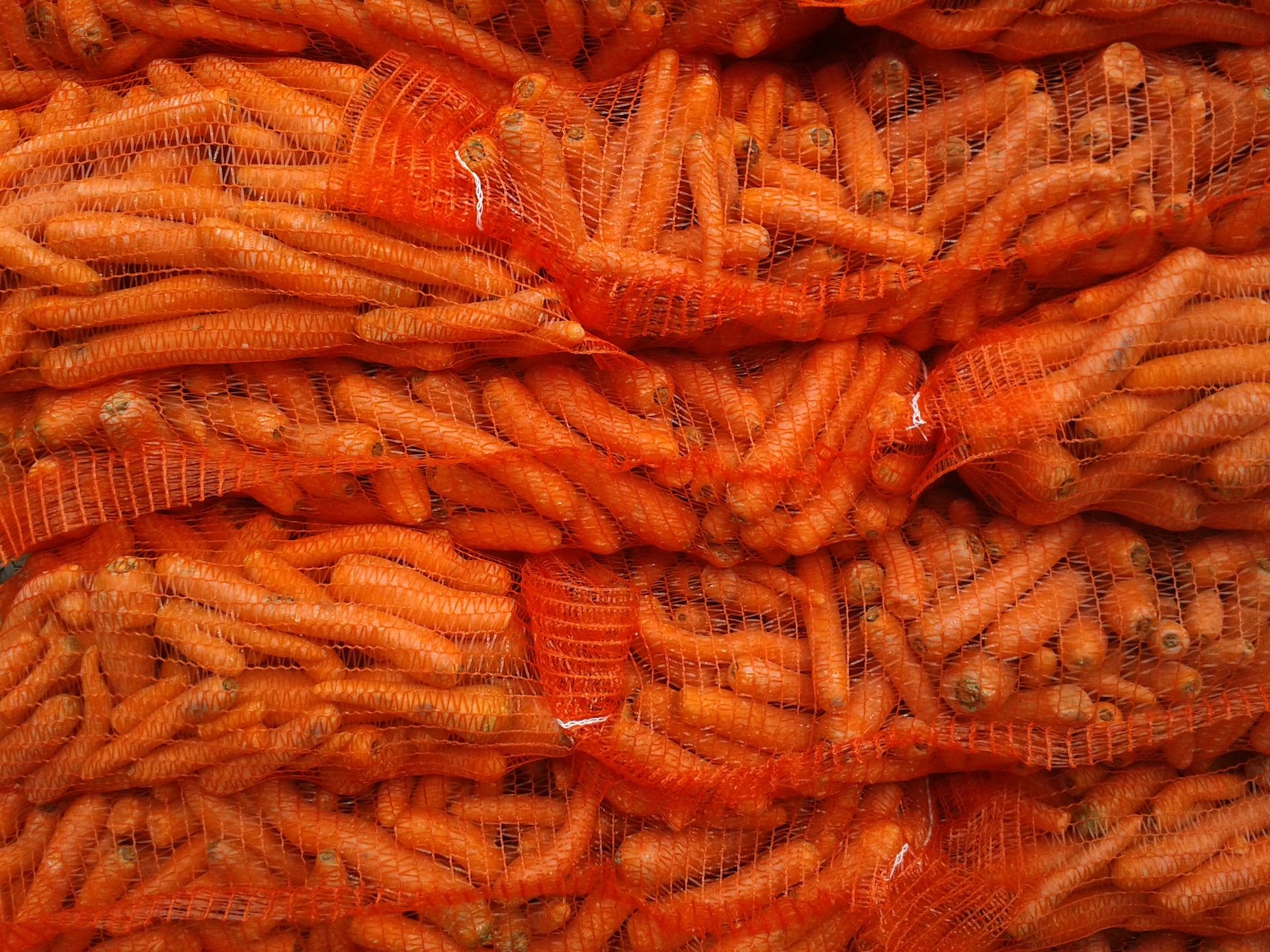 Exportador de zanahorias en España