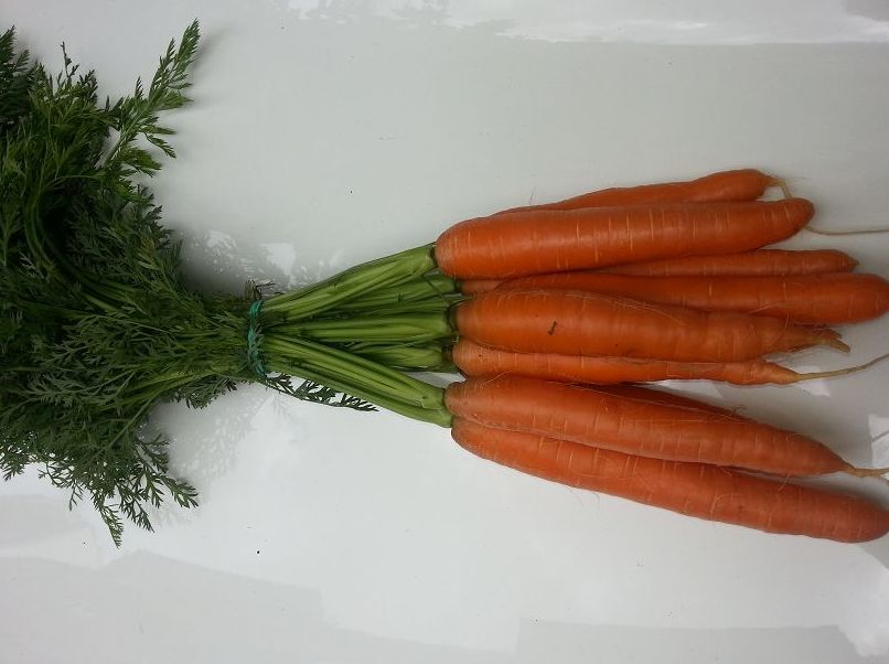 Zanahorias Manojo: Formato Venta de Zanahorias Medrano