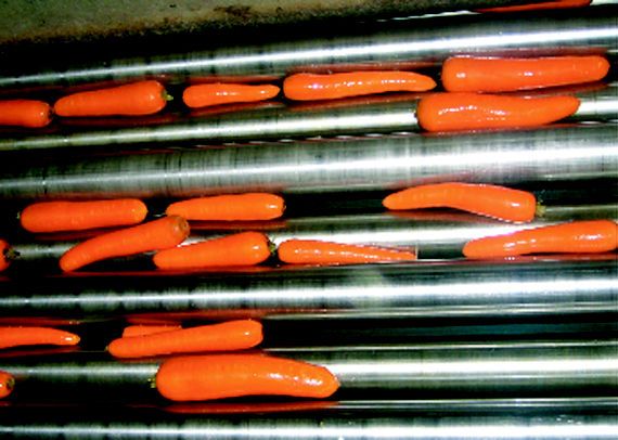 Zanahorias en proceso de lavado y clasificación