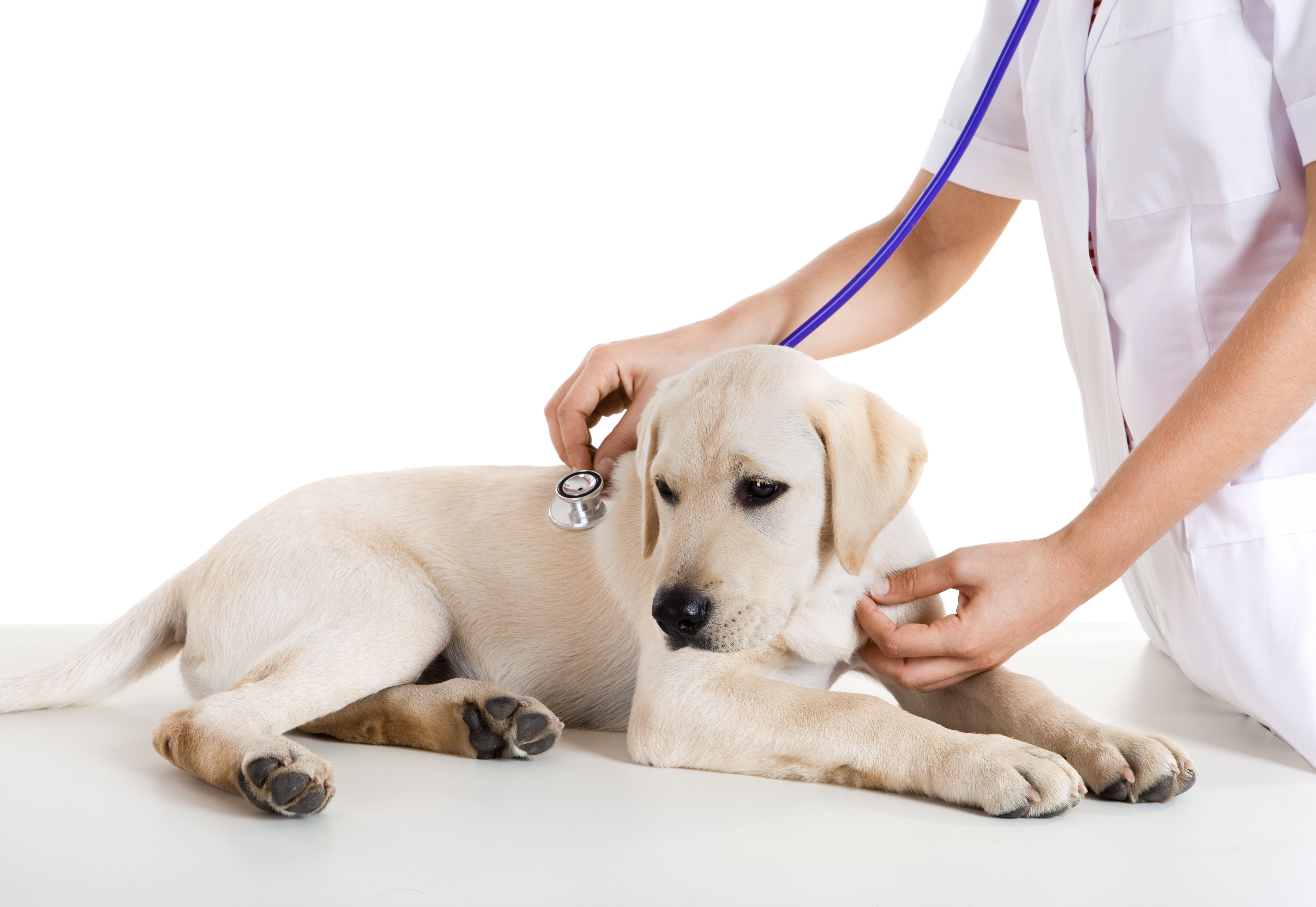 Consulta general: Servicios de Centro veterinario Amaniel Consulta general: Servicios de Centro veterinario Amaniel