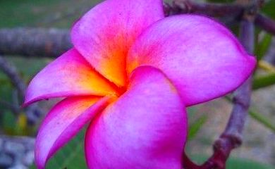Sesiones de Reiki Sesiones de Reiki