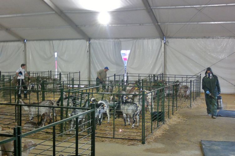 Desinsectación de cabras