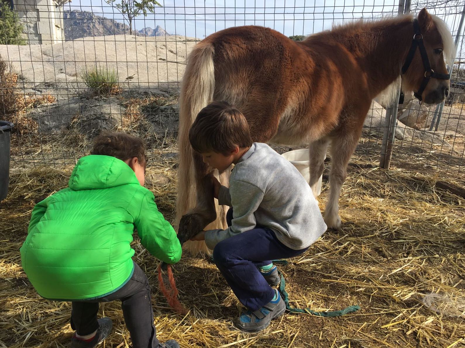 Animamos a los niños desde los 3 años a cuidar su caballo.
