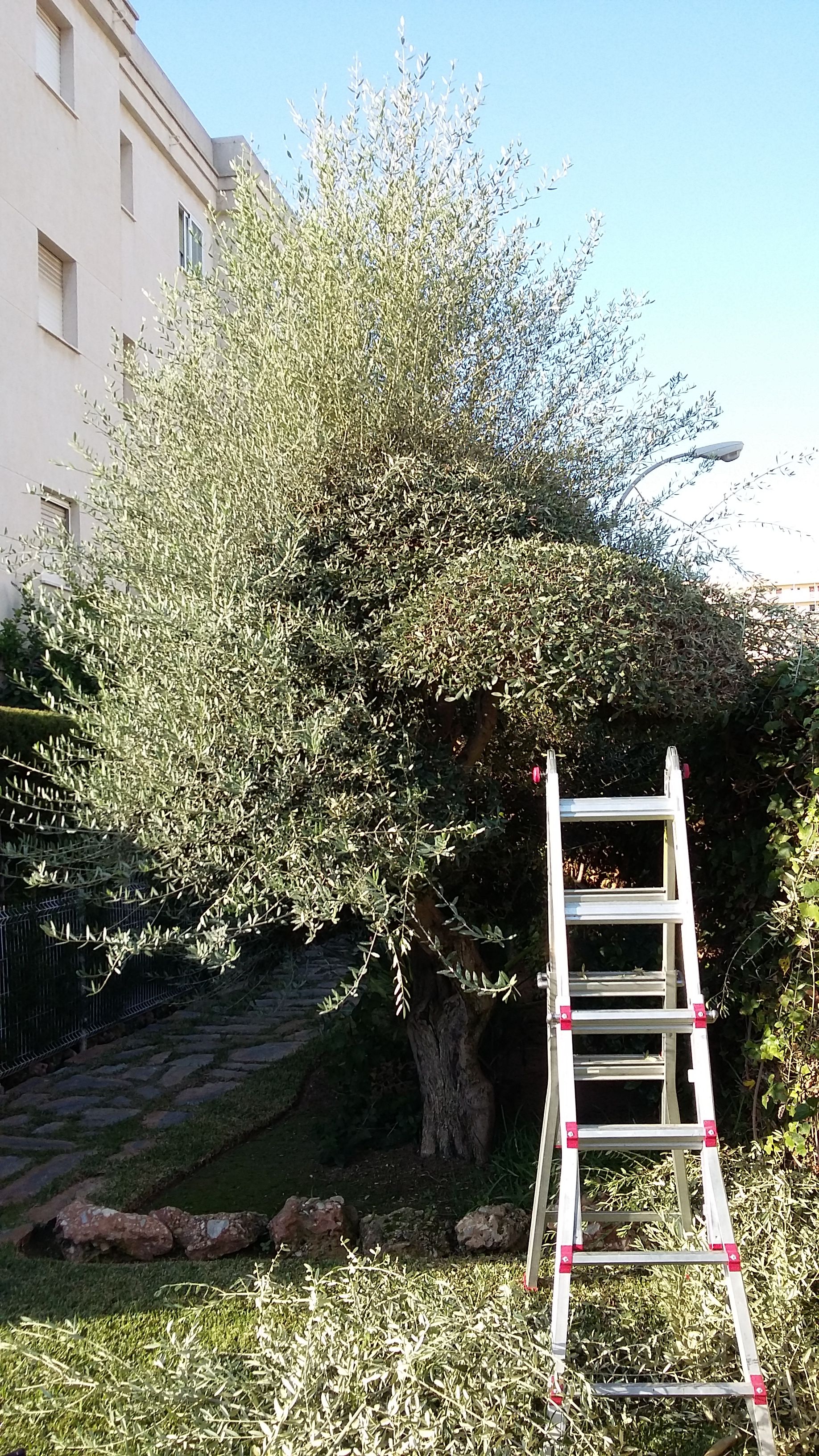 Diseño y mantenimiento de jardines: Servicios de Jardines JFK Diseño y mantenimiento de jardines: Servicios de Jardines JFK
