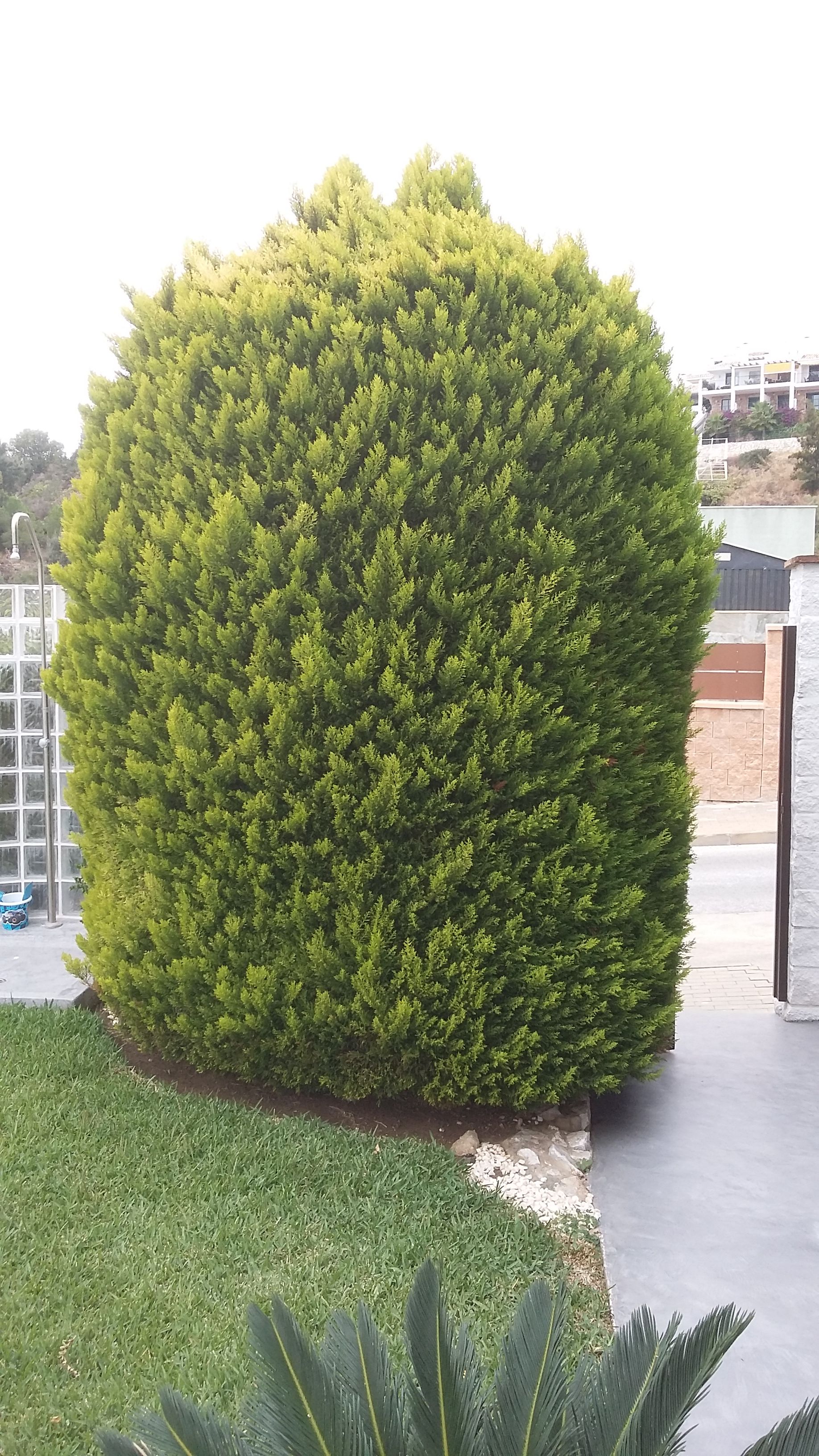 Diseño y mantenimiento de jardines: Servicios de Jardines JFK Diseño y mantenimiento de jardines: Servicios de Jardines JFK
