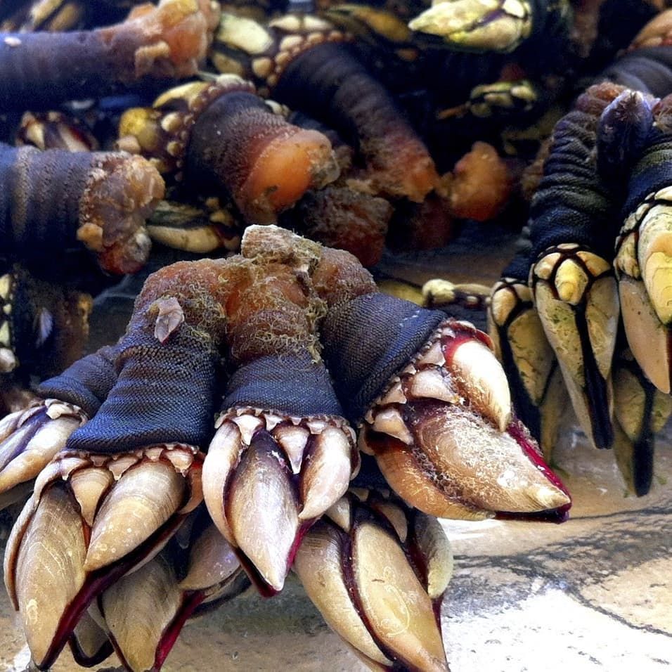 Pescados y mariscos: Carta de Sidrería Camino Pescados y mariscos: Carta de Sidrería Camino